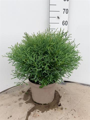 Thuja