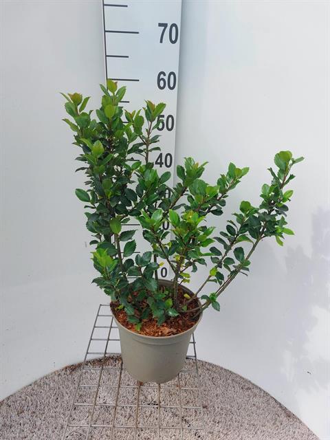 Ilex