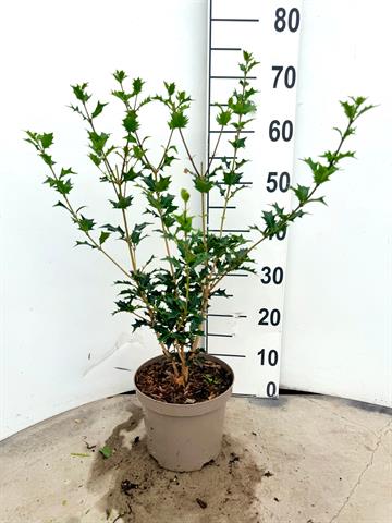 Osmanthus