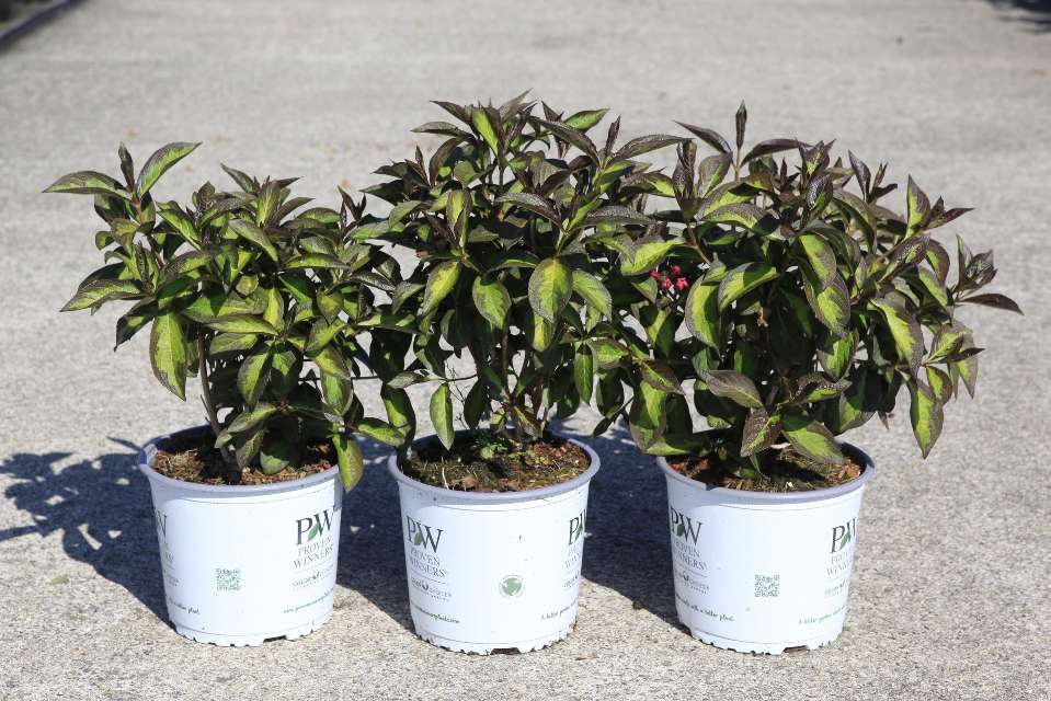 Weigela