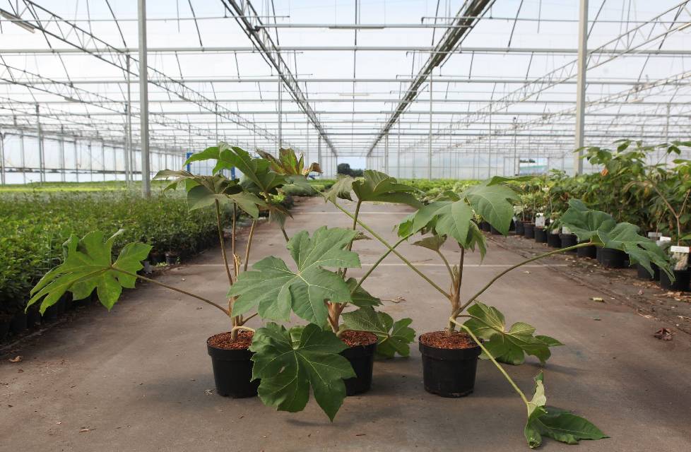 Tetrapanax