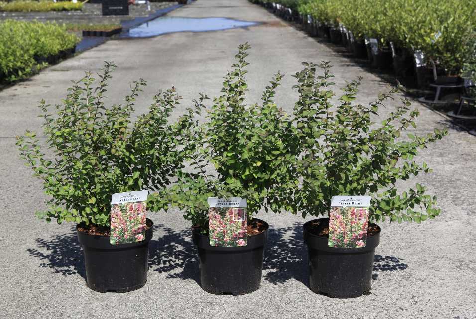 Symphoricarpos