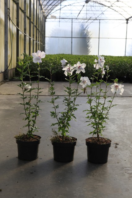 Hibiscus syriacus