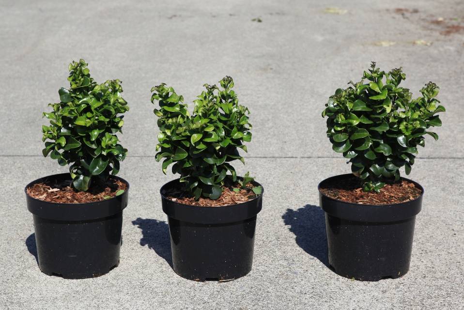 Ligustrum