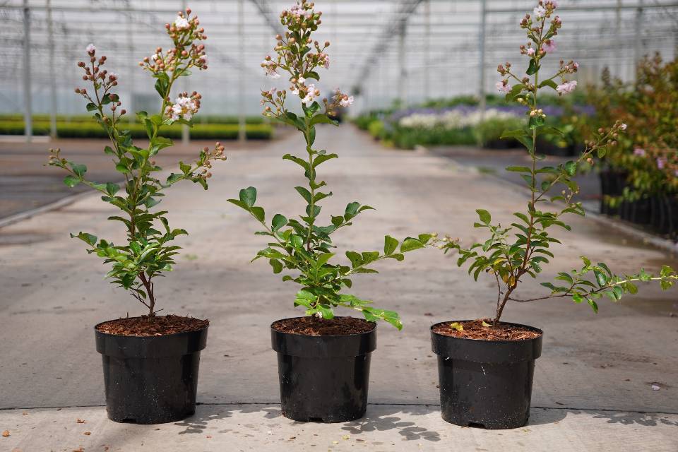 Lagerstroemia