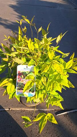 Nandina