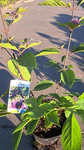 Callicarpa