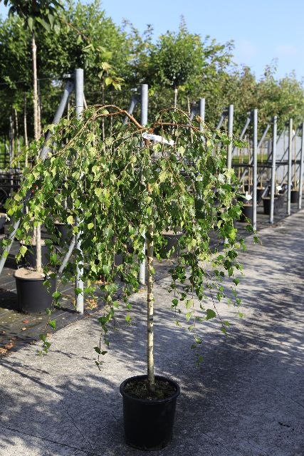 Betula