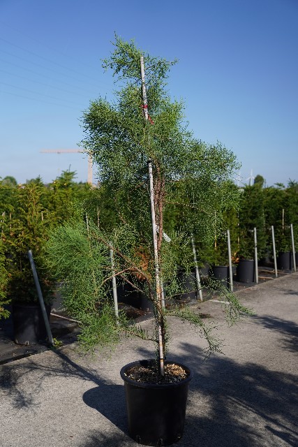 Taxodium