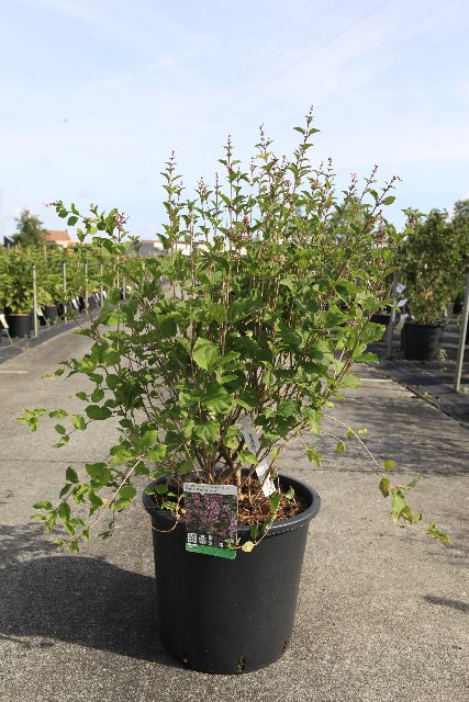 Syringa