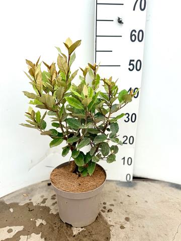 Elaeagnus