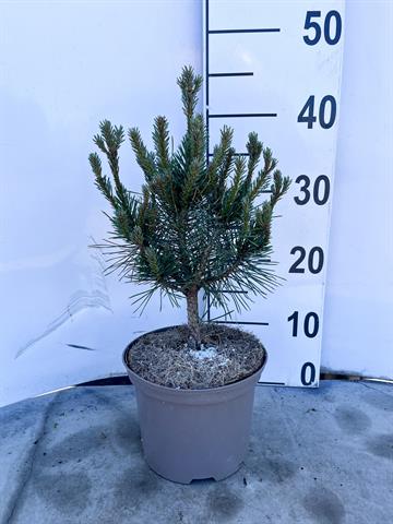 Pinus