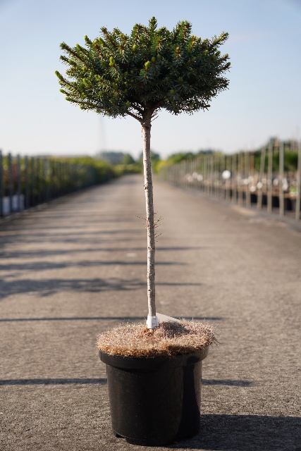 picea