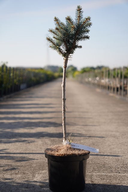 Picea