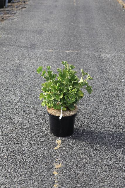 Ginkgo biloba
