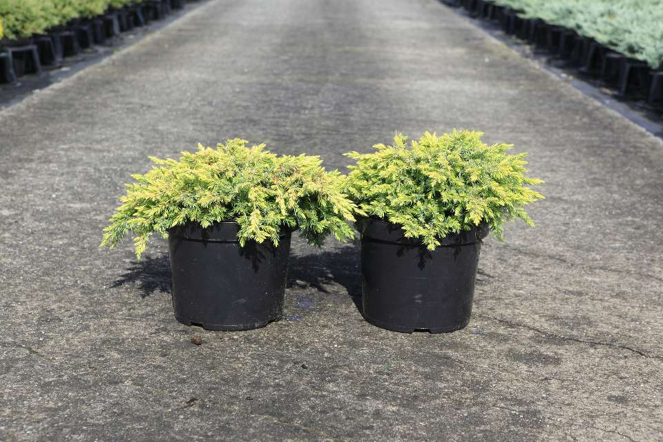 Juniperus
