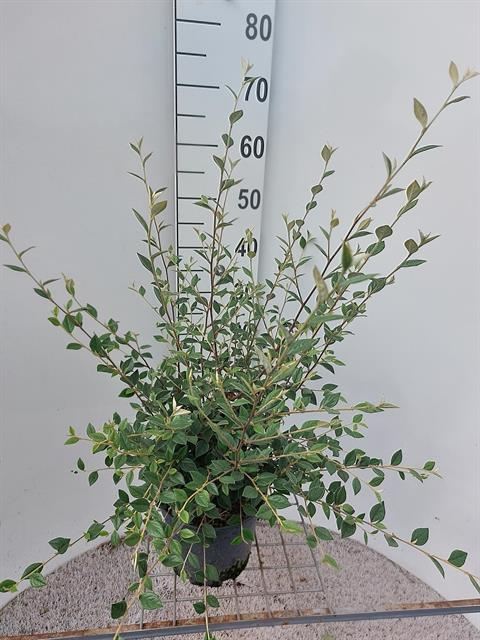 Cotoneaster
