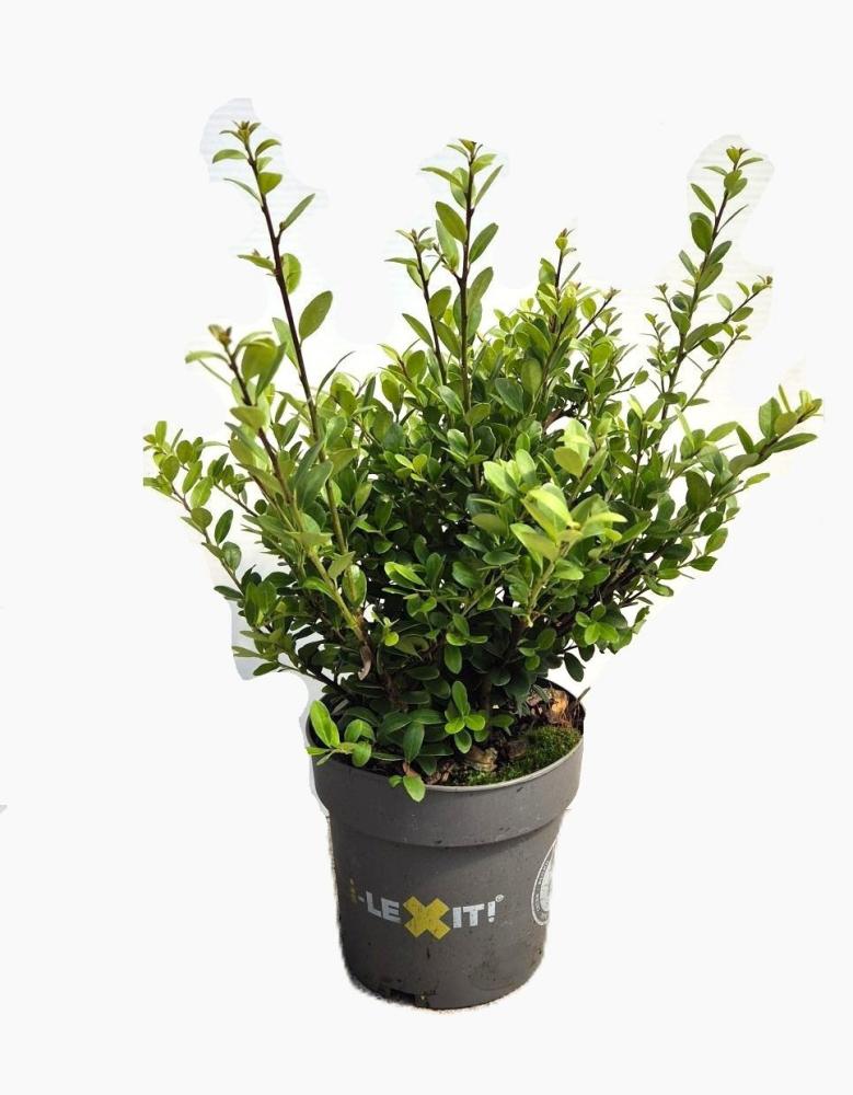 Ilex