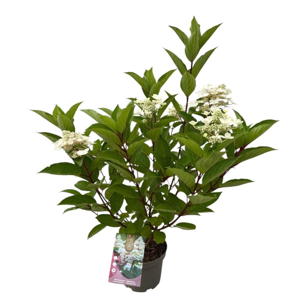 hydrangea