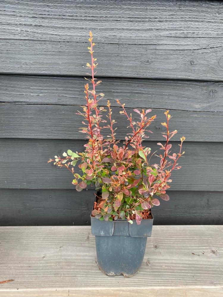 Berberis