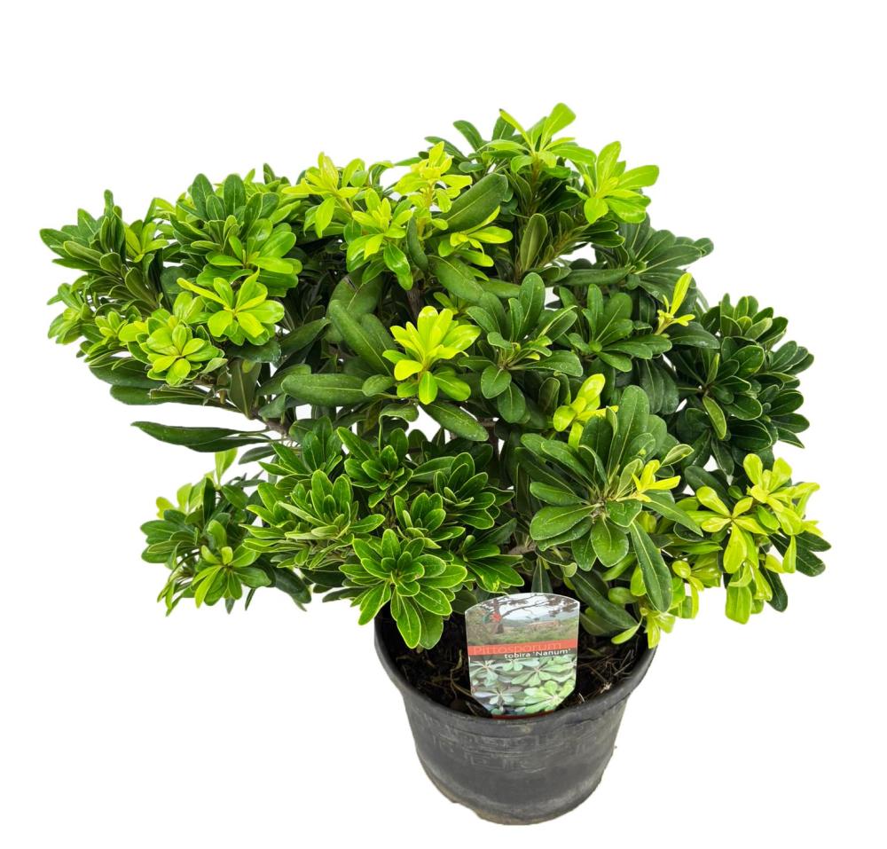 Pittosporum