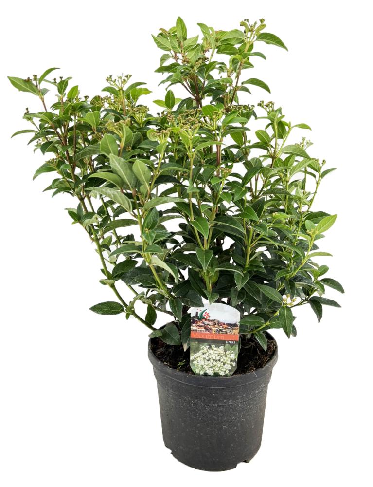 Viburnum