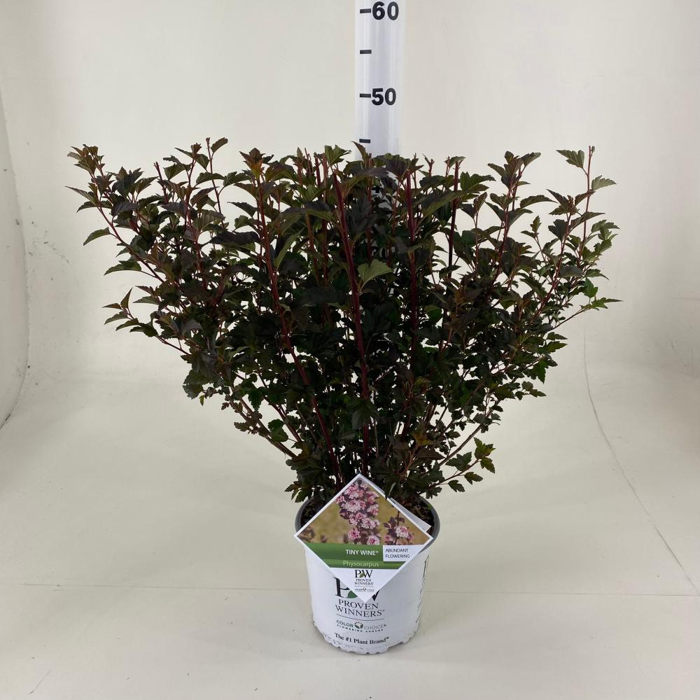 Physocarpus