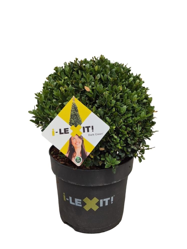 ilex