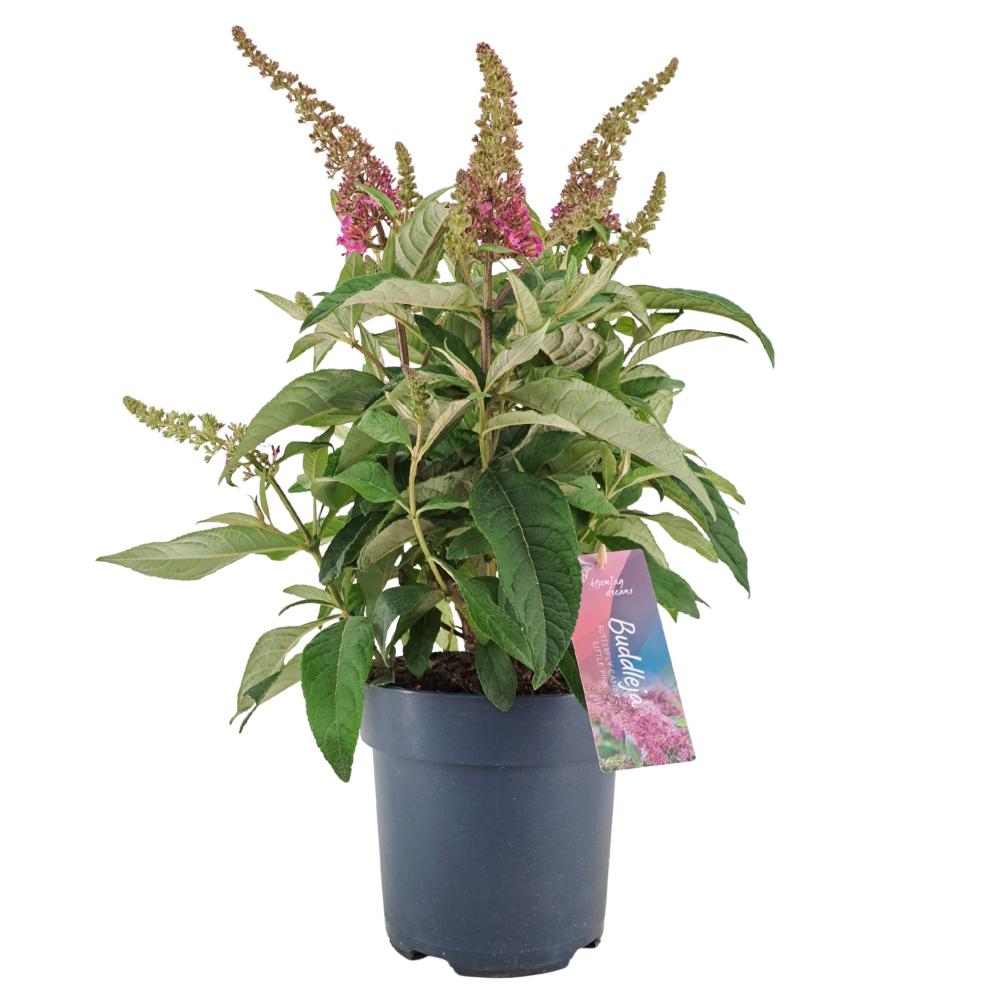 buddleja