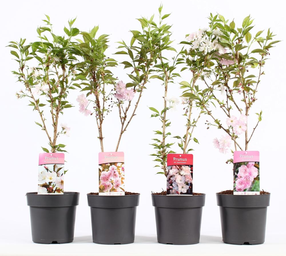 Prunus