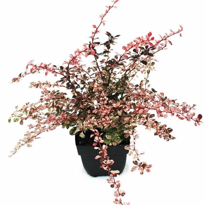 berberis