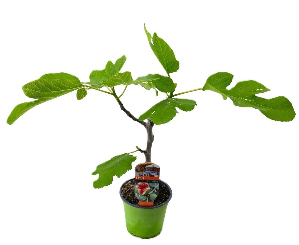 Ficus carica
