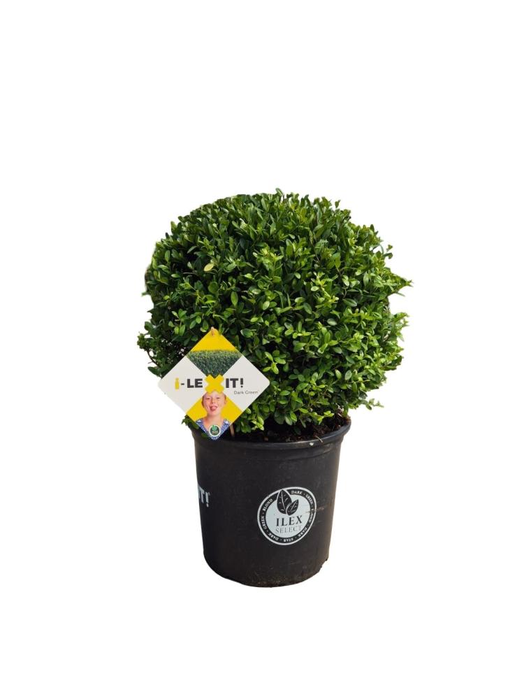 ilex