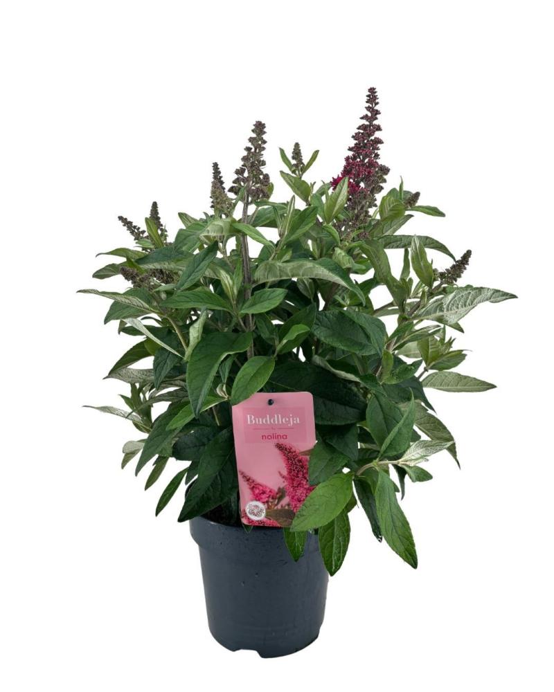 buddleja