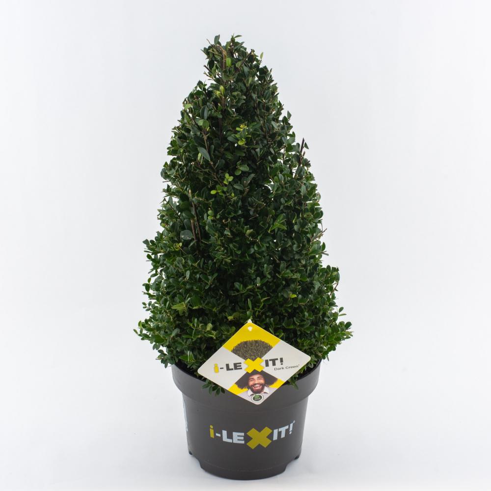 ilex