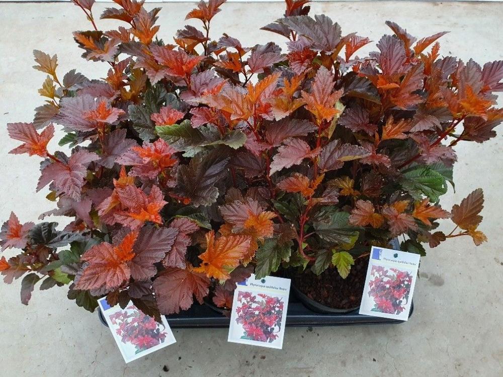 Physocarpus