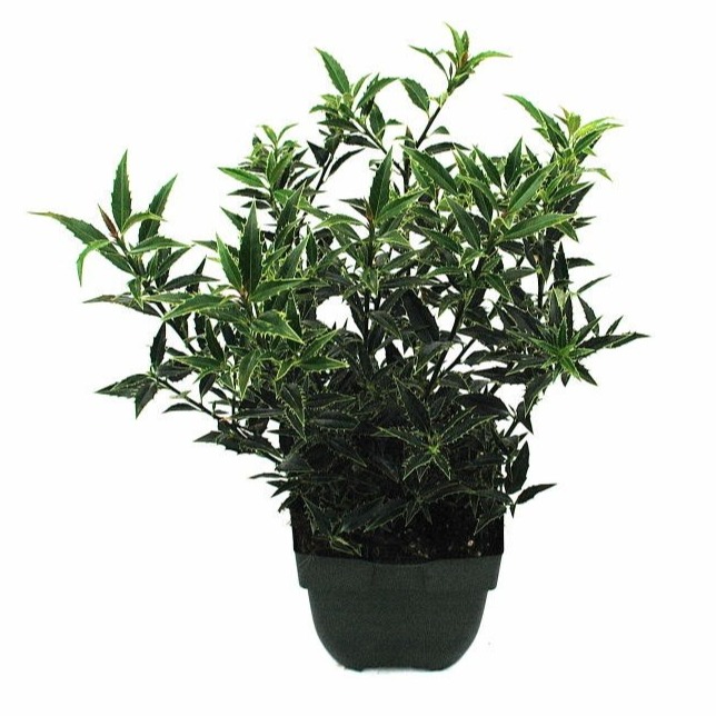 Ilex