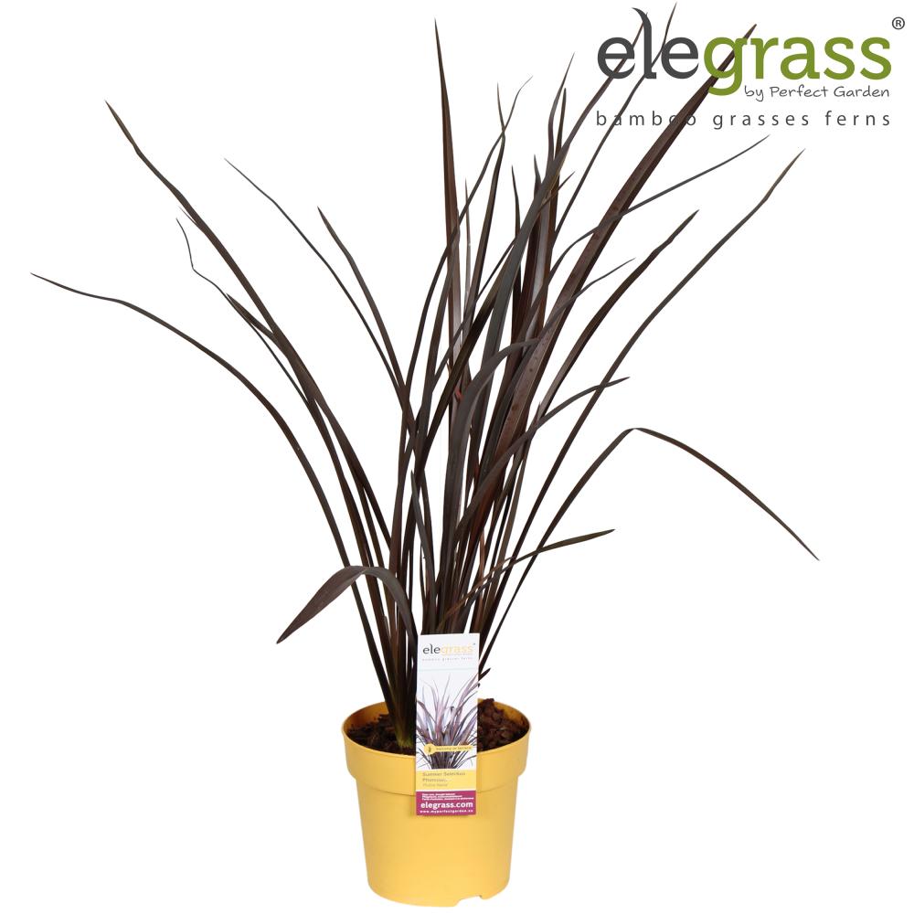 phormium