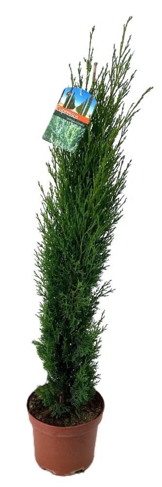 Cupressus