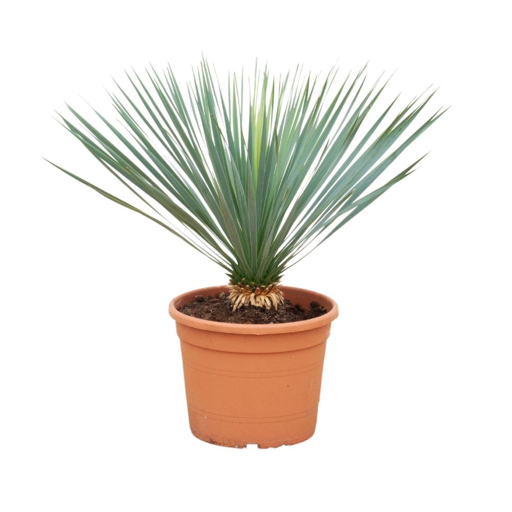 Yucca