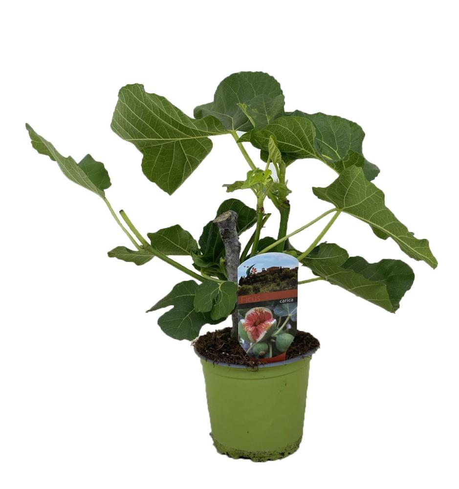 Ficus carica