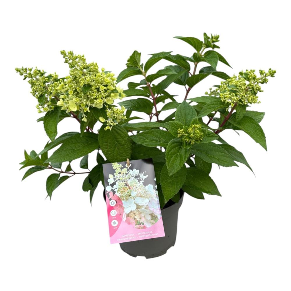 hydrangea