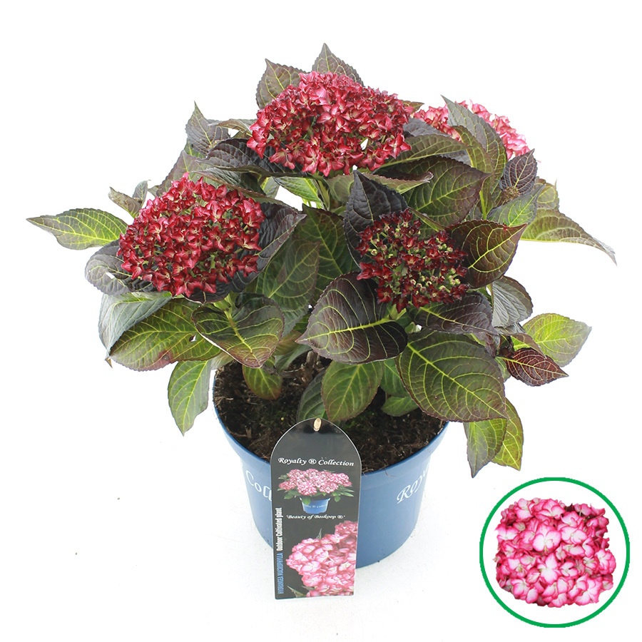 Hydrangea
