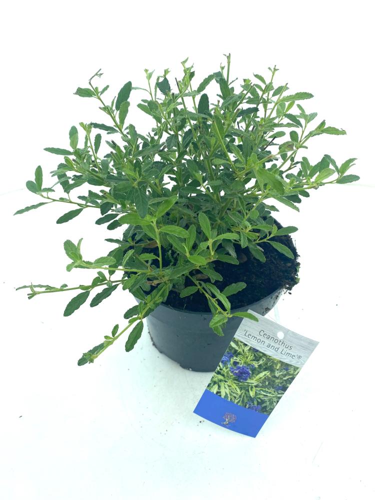 Ceanothus