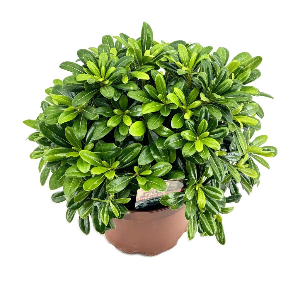 Pittosporum