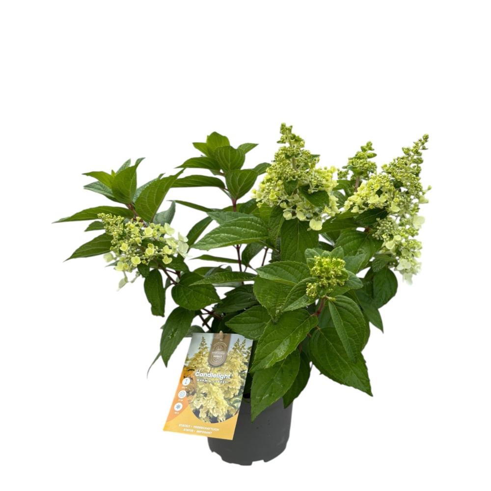 hydrangea