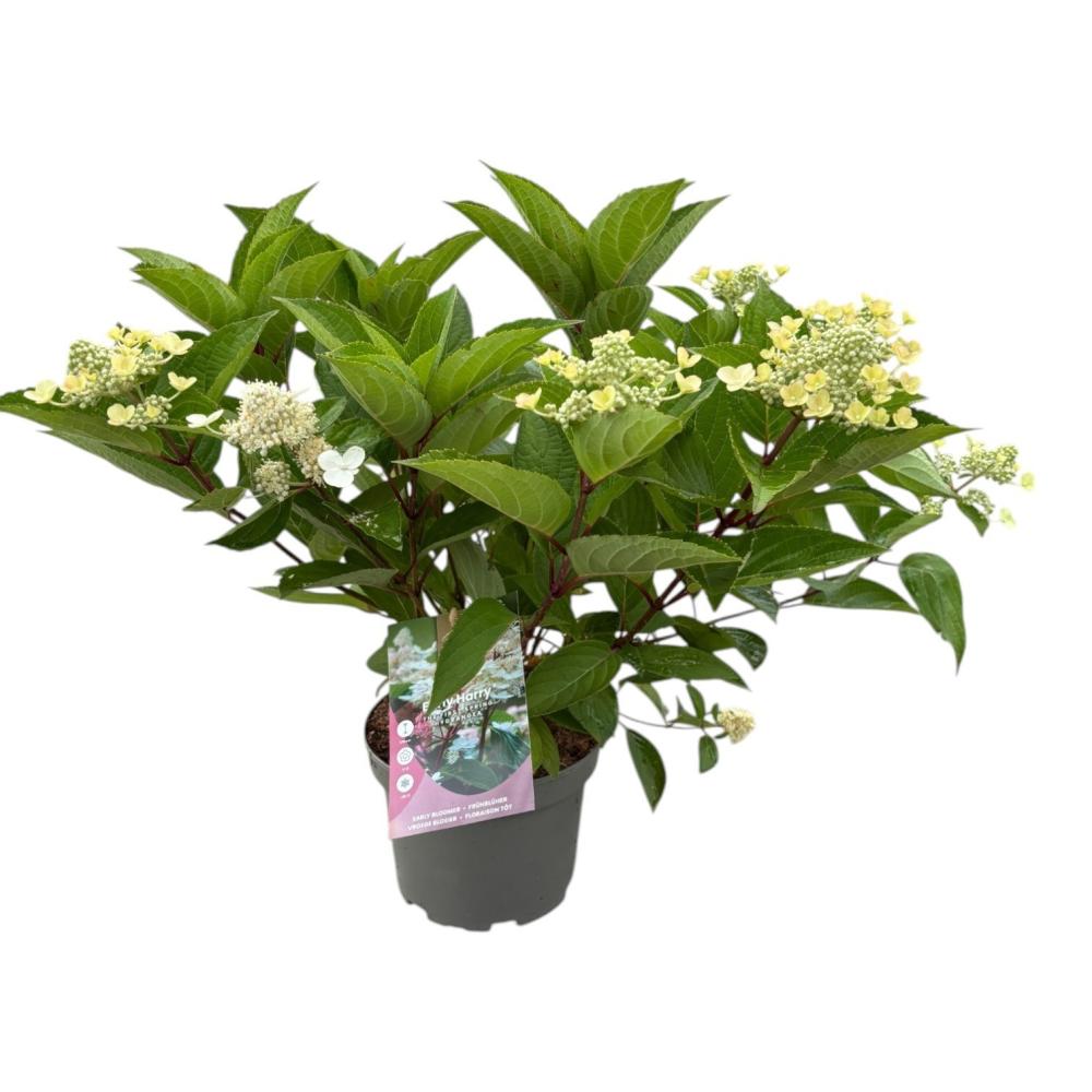 Hydrangea
