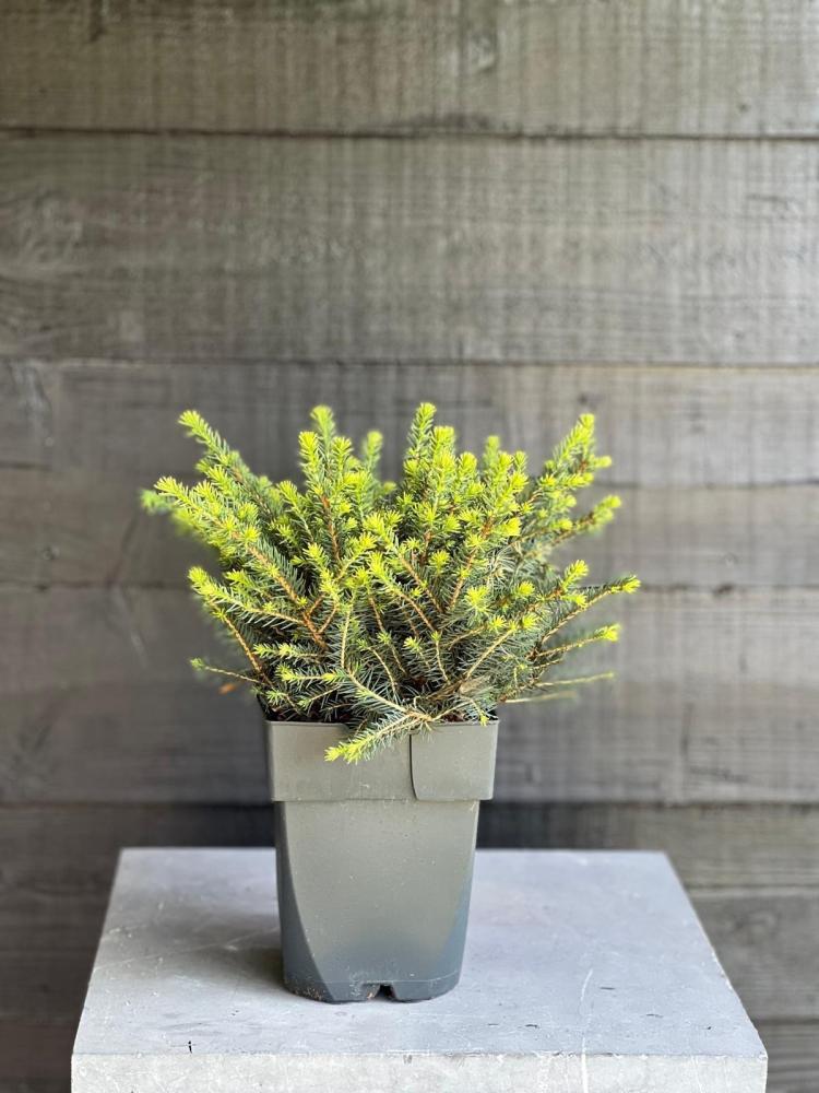 picea