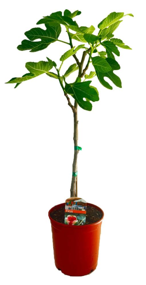 Ficus