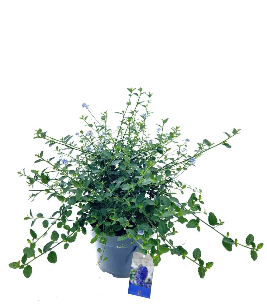 Ceanothus
